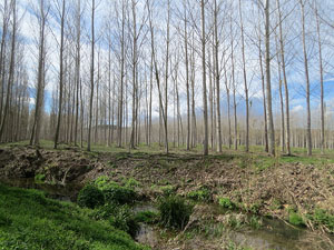 L'itinerari del Ter. Ruta seguint el curs del riu Ter del Pont Major al pont de l'Aigua