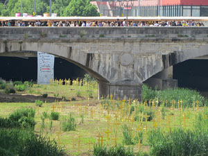 Creus grogues a la llera de l'Onyarm coincidint amb Temps de Flors 2018