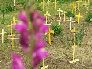Creus grogues a la llera de l'Onyarm coincidint amb Temps de Flors 2018