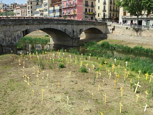 Creus grogues a la llera de l'Onyarm coincidint amb Temps de Flors 2018