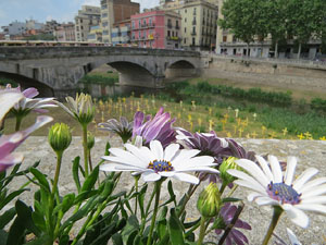 Creus grogues a la llera de l'Onyarm coincidint amb Temps de Flors 2018