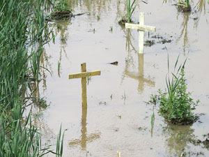 Creus grogues a la llera de l'Onyarm coincidint amb Temps de Flors 2018