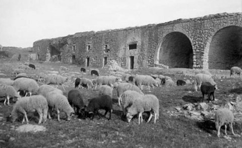 Ramat d'ovelles pasturant vora les restes del castell de Montjuïc. 1911-1925