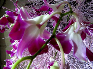 Temps de Flors 2018. Muntatges florals als claustres de la Catedral