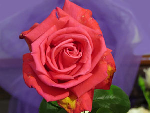 Temps de Flors 2018. Muntatges i instal&middot;lacions florals als diversos espais de l'Esgl&eacute;sia dels Dolors