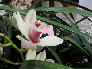 Temps de Flors 2018. Muntatges i instal&middot;lacions florals als diversos espais de l'Esgl&eacute;sia dels Dolors