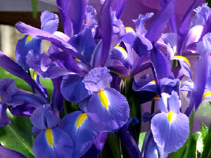 Temps de Flors 2018. Muntatges i instal&middot;lacions florals als diversos espais de l'Esgl&eacute;sia dels Dolors