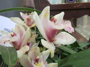 Temps de Flors 2018. Muntatges i instal&middot;lacions florals als diversos espais de l'Esgl&eacute;sia dels Dolors