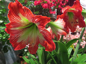 Temps de Flors 2018. Muntatges i instal&middot;lacions florals als diversos espais de l'Esgl&eacute;sia dels Dolors