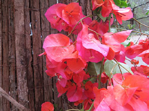 Temps de Flors 2018. Muntatges florals als Jardins del Campaner