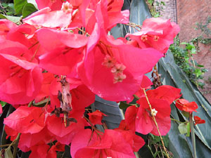 Temps de Flors 2018. Muntatges florals als Jardins del Campaner