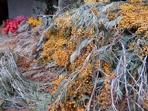 Temps de Flors 2018. Muntatges florals als Jardins del Campaner