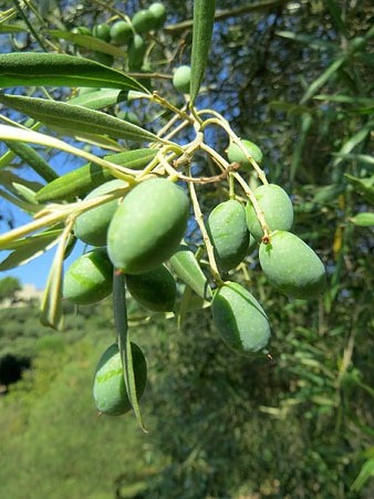 Olivera del Camí de les Creus