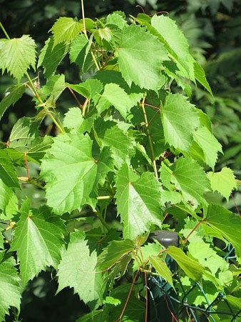 Flora del Camí de les Creus