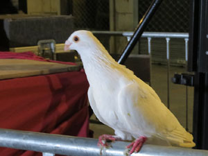 La Cavalcada de Reis 2019. Arribada del seguici a la pla&ccedil;a del Vi