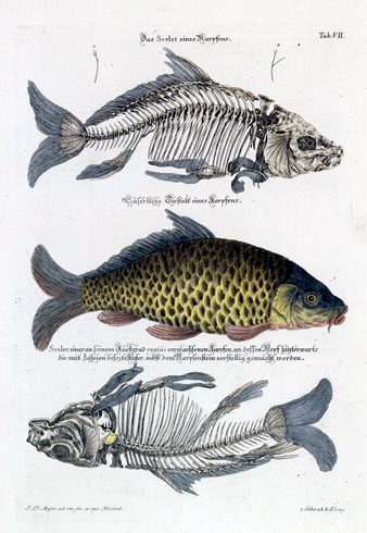 Carpa de riu (Cyprinus carpio), una de les esp&egrave;cies que es venien als mercats del peix a Girona