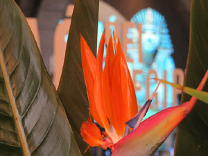 Temps de Flors 2019. Muntatges florals al espais de Caixaf&ograve;rum, a l'edifici de la Fontana d'Or