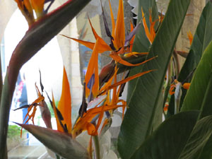 Temps de Flors 2019. Muntatges florals al espais de Caixaf&ograve;rum, a l'edifici de la Fontana d'Or