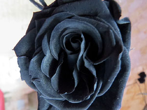 Temps de Flors 2019. Muntatges florals als claustres de la Catedral