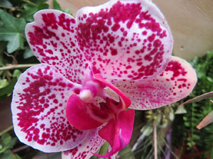 Temps de Flors 2019. Muntatges florals als claustres de la Catedral