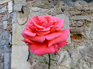 Temps de Flors 2019. Muntatge floral al Pati dels Rabins del Centre Bonastruc 