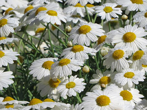 Temps de Flors 2019. Muntatges florals al Claustre de Sant Dom&egrave;nec