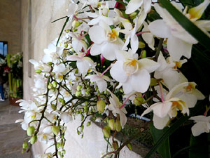 Temps de Flors 2019. Muntatges florals als claustres de Sant Pere de Galligants