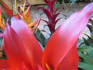 Temps de Flors 2019. Muntatges, instal&middot;lacions i exposicions florals a diversos indrets