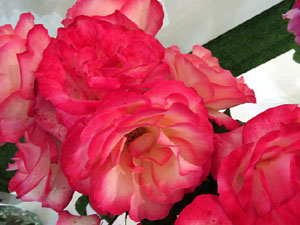 Temps de Flors 2019. Decoracions florals als diversos espais de l'Esgl&eacute;sia dels Dolors