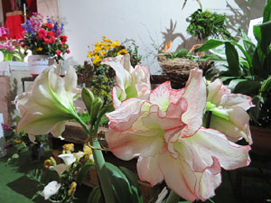 Temps de Flors 2019. Decoracions florals als diversos espais de l'Esgl&eacute;sia dels Dolors