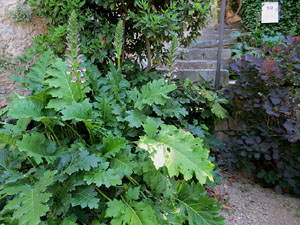 Temps de Flors 2019. Muntatges florals al Jard&iacute; de l'&Agrave;ngel