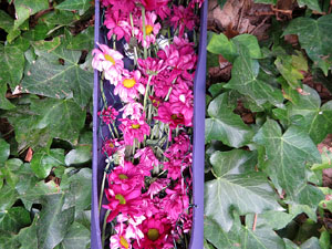 Temps de Flors 2019. Muntatges florals al Jard&iacute; de l'&Agrave;ngel