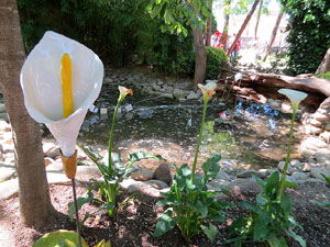 Temps de Flors 2019. Muntatges florals als Jardins dels Alemanys