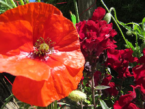 Temps de Flors 2019. Muntatges florals als Jardins dels Alemanys