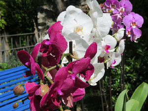 Temps de Flors 2019. Muntatges florals als Jardins dels Alemanys