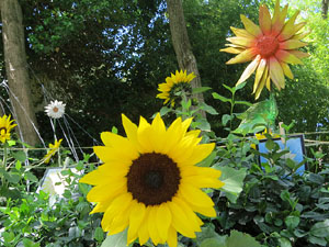 Temps de Flors 2019. Muntatges florals als Jardins dels Alemanys