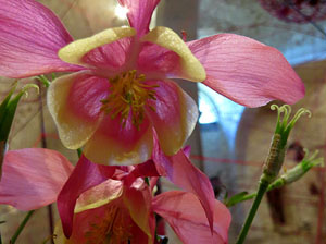 Temps de Flors 2019. Instal&middot;lacions i decoracions florals als diversos espais dels Jardins del doctor Figueras