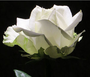 Temps de Flors 2019. Muntatges florals a la Casa Lle&oacute; Avinay