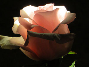 Temps de Flors 2019. Muntatges florals a la Casa Lle&oacute; Avinay