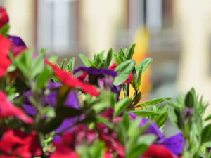 Temps de Flors 2019. Making of de l'esdeveniment