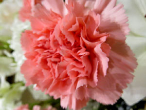 Temps de Flors 2019. Muntatges i instal&middot;lacions florals al Centre geri&agrave;tric Maria Gay