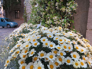 Temps de Flors 2019. Muntatges i instal&middot;lacions florals als diversos espais de l'Esgl&eacute;sia del Sagrat Cor