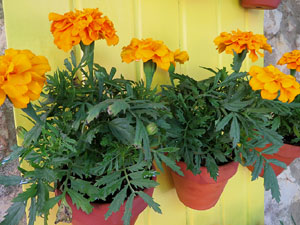 Temps de Flors 2019. Instal&middot;lacions i muntatges florals a la Capella de Sant Crist&ograve;fol, al Passeig Arqueol&ograve;gic