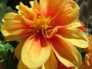 Temps de Flors 2019. Instal&middot;lacions i muntatges florals a la Capella de Sant Crist&ograve;fol, al Passeig Arqueol&ograve;gic