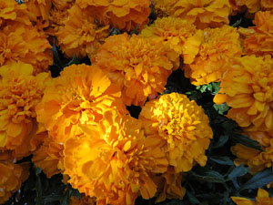 Temps de Flors 2019. Instal&middot;lacions i muntatges florals a la Capella de Sant Crist&ograve;fol, al Passeig Arqueol&ograve;gic