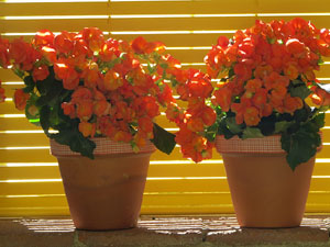 Temps de Flors 2019. Instal&middot;lacions i muntatges florals a la Capella de Sant Crist&ograve;fol, al Passeig Arqueol&ograve;gic