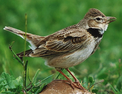 La cal&agrave;ndria (Melanocorypha calandra)