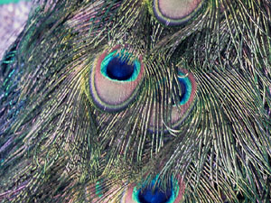 Els Jardins de la Devesa. La fauna