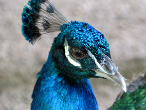 Els Jardins de la Devesa. La fauna