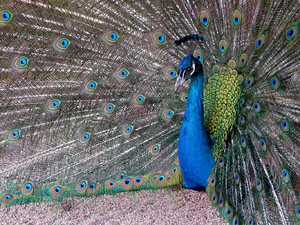 Els Jardins de la Devesa. La fauna